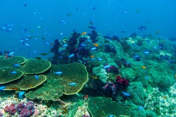 Nobeoka has the best scuba diving and snorkeling in Kyushu with its coral reefs