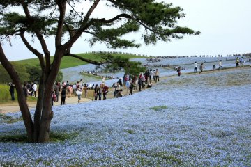 Skytree, Miyako Odori and Millions of Flowers