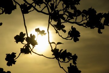 Flowers and a setting sun