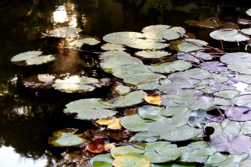 Rinnoji Garden
