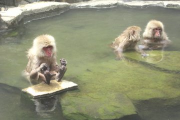 Monkeys in the onsen