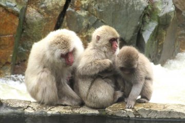 Monkeys up close - how exciting! 