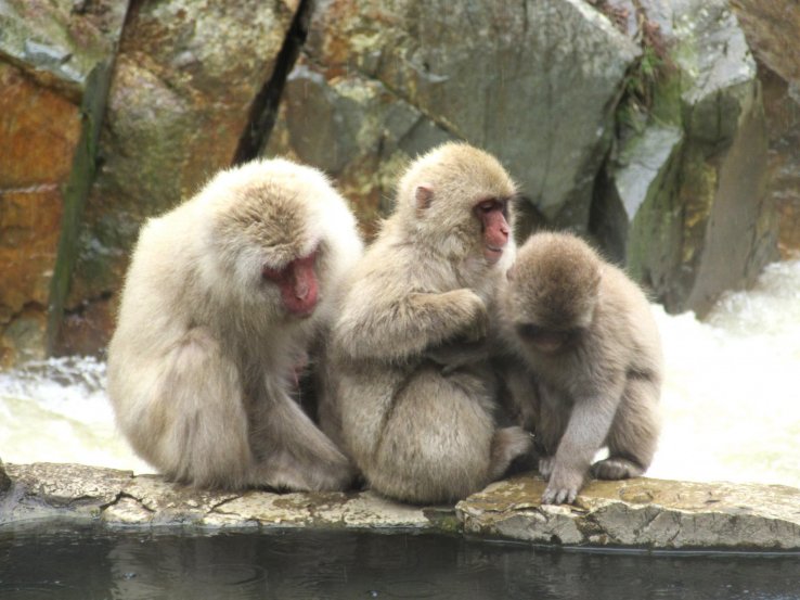 Monkeys up close - how exciting! 