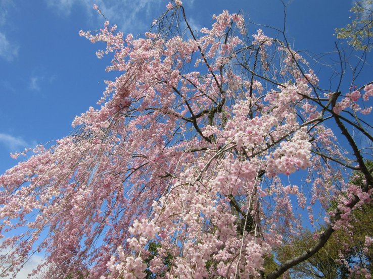 Wonderful sakura