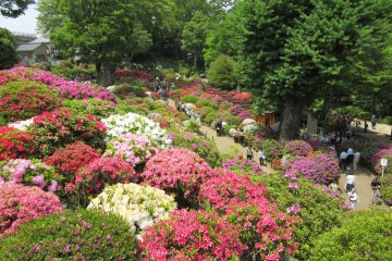 Azalea festival at Nezu Jinja, Tokyo