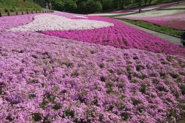 Huge flower beds of pink shibazakura
