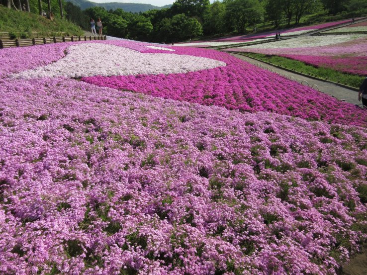 Huge flower beds of pink shibazakura