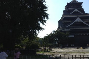 A lone gingko tree stands in the courtyard. The lord of the castle prophesied something bad would happen to the castle when the tree reaches the same height as the main keep.