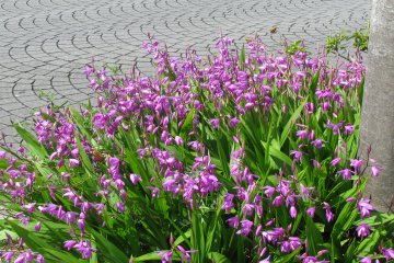 Flower beds are everywhere