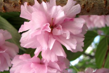Late sakura