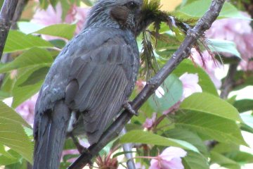 Busy bird