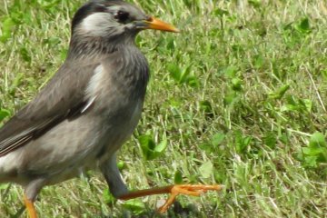 One more busy bird and no people around!