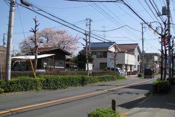 A fine spring morning in Higashi-Koganei