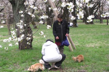 Many people walked their dogs