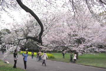 Gorgeous sakura trees!