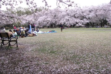 Koganei Park is very spacious. Picnics under sakura
