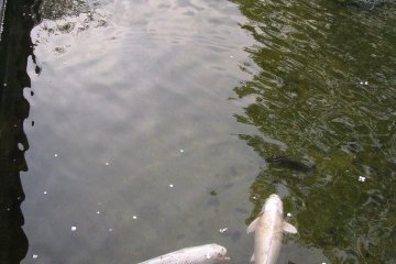 Traditional carps