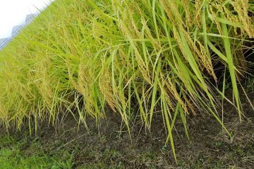 Koshihikari rice is grown everywhere in this region of Japan