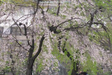 Blooming sakura always attract attention