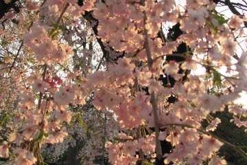 Sakura in the rays of the setting sun