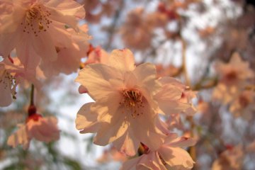 Wonderful flowers!