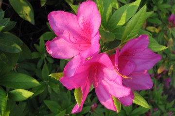 Azalea in the rays of the setting sun