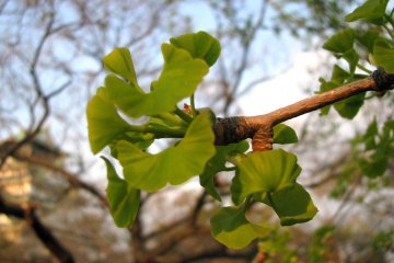 Young ginkgo leaves