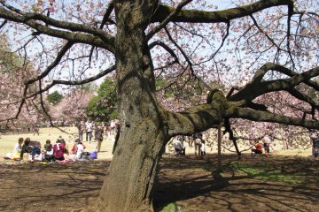 Hanami & Hanabi