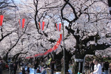 Hanami in Ueno Park