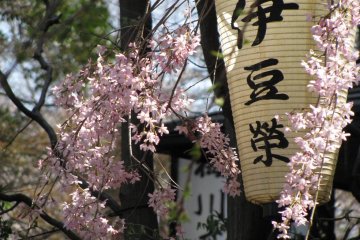 The sight of sakura is quite pleasing