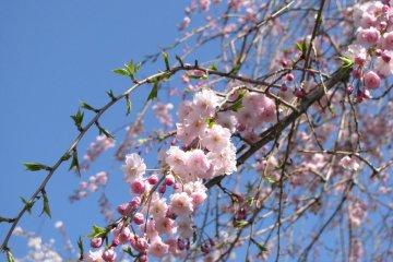 Sakura comes in different colours and kinds