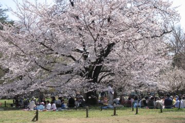 Gorgeous sakura tree!