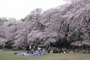Cool weather is no reason to refuse a picnic!