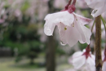 Sakura on a rainy day is also beautiful