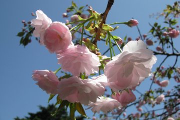 A beauty!