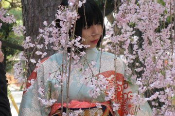 Photo session with sakura