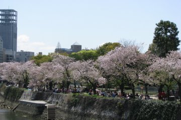 Hanami in Hiroshima