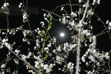 Sakura in the moonlight