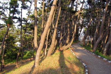 Bent trees on the ocean coast of Bentenjima