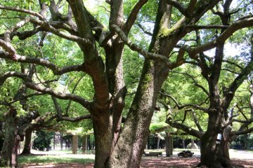 Spacious park in Omiya