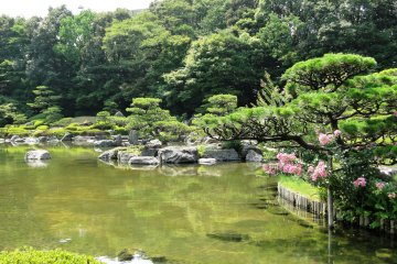 The garden in summer