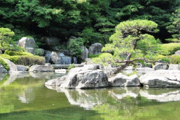 A carefully sculpted tree on the pond's edge