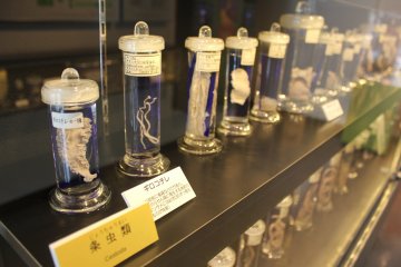 Creepies from the Meguro Parasitological Museum 