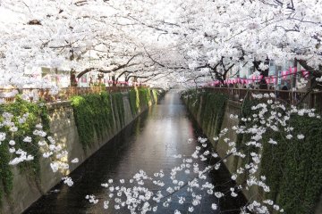 Cherry blossoms along Meguro River