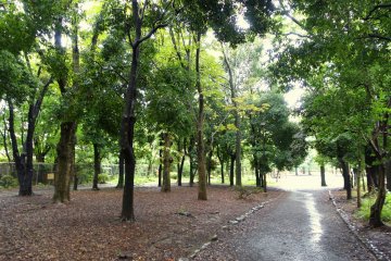 Greenery of the park