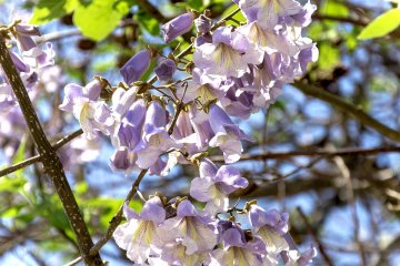 Kiri or paulownia plant