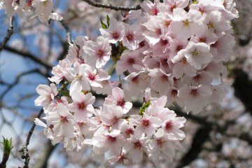 Sakura flowers
