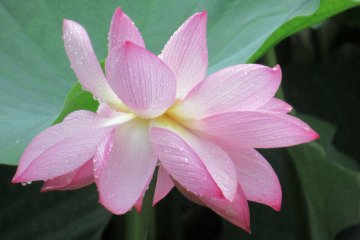 Hasu or lotus represents loyalty to Buddha