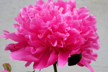 Botan or peony represents prosperity