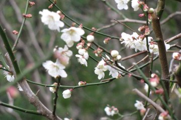 Ume or plum flower represents courage